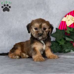 Josie, Shorkie Puppy